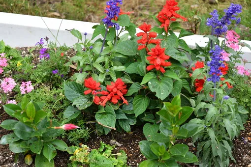 ＯＩＳＯの花